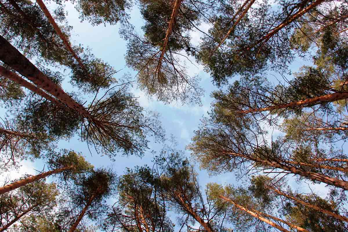 Лесной массив